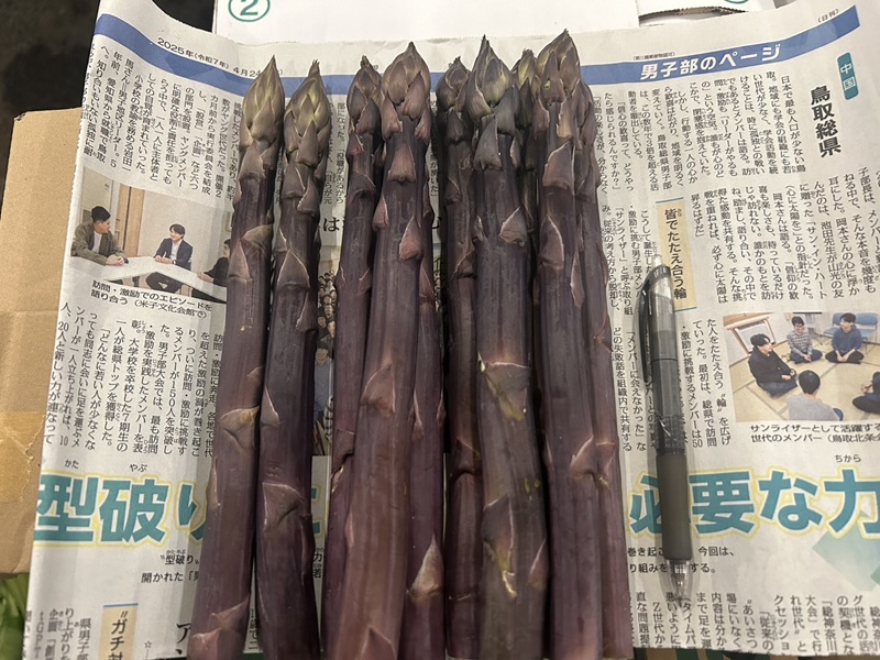 【北海道産】紫アスパラを入荷いたしました