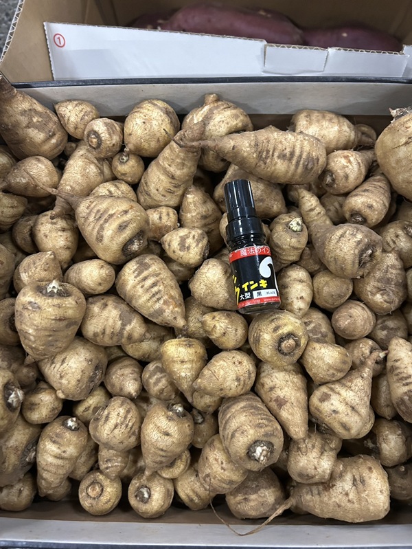 【フランス産】毎年恒例の根セルフィーユを入荷いたしました