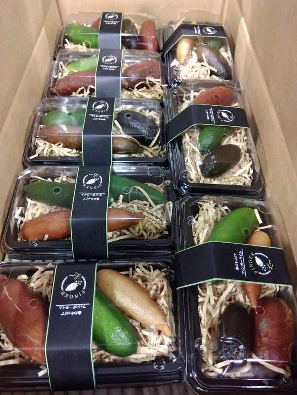 【和歌山県産】希少野菜のフレッシュフィンガーライムを入荷いたしました