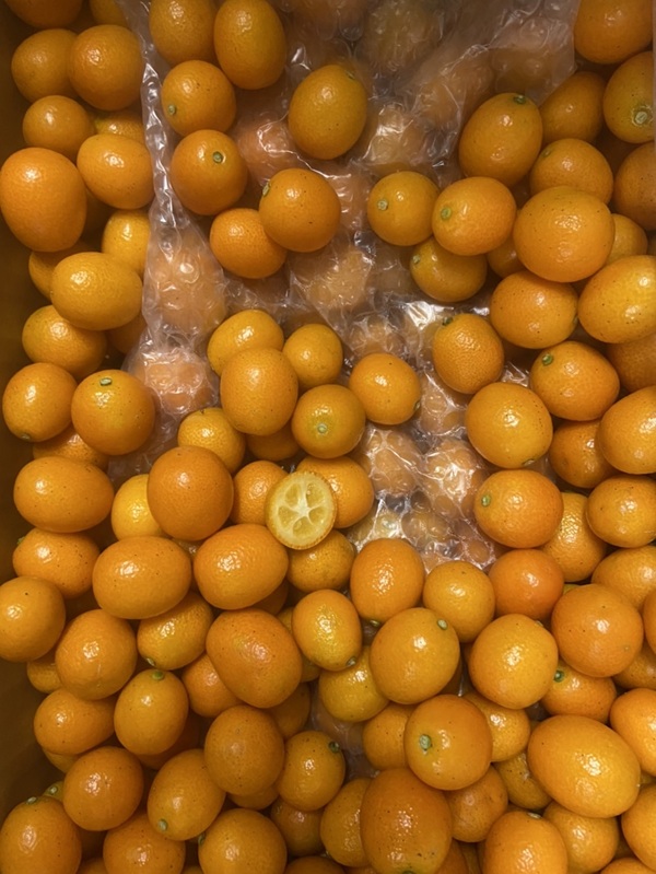 徳島県産直【金柑ぷちまる】入荷始まります