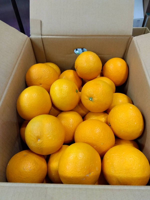 清見オレンジ入荷始まりました